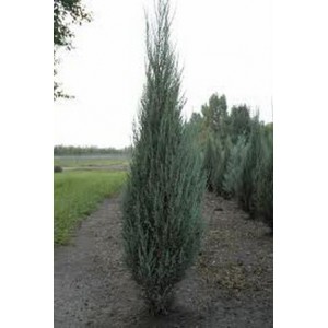 Juniperus scopulorum 'Blue Arrow' / Kaljukadakas 'Blue Arrow'